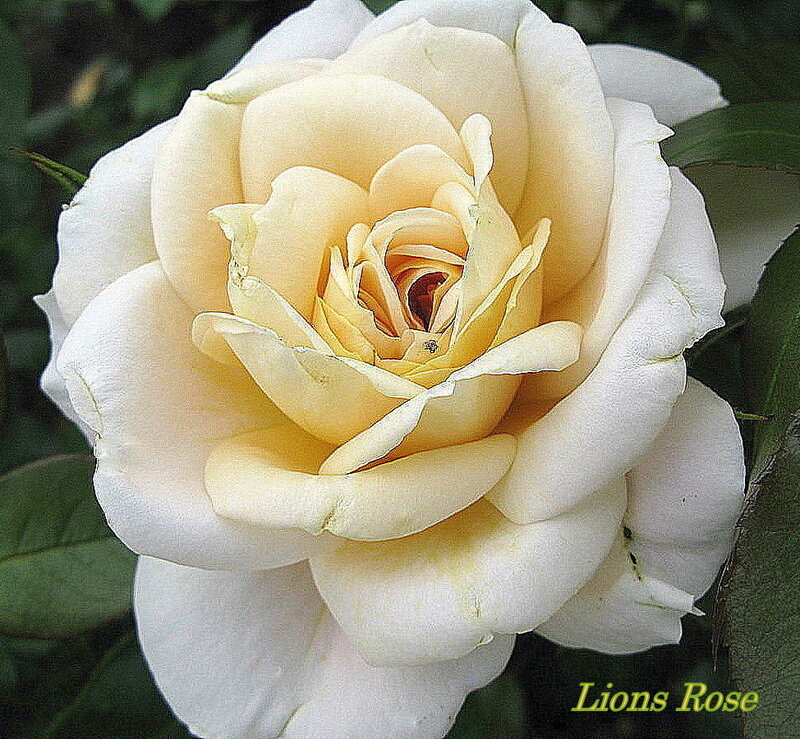 Lions- Rose 