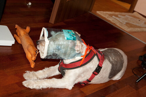После операции на лапу собаку. Воротник для собаки после операции. Воротник из бутылки для собаки. Защитный воротник для собак из ведра. Воротник для собаки из пластиковой бутылки.
