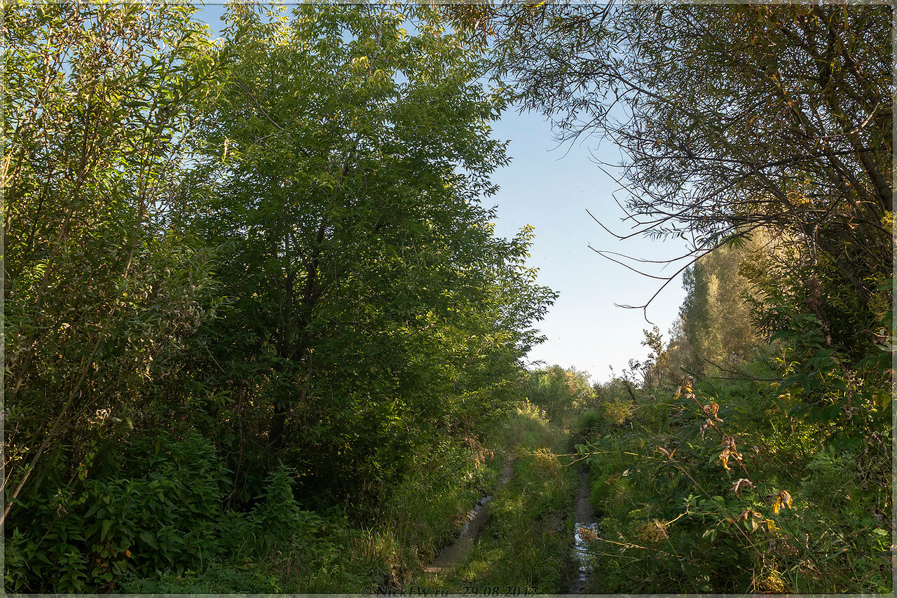 Природная среда: по дороге от Алфутки в Денисово [1 фото и 2 панорамы от 29.08.2017г.]