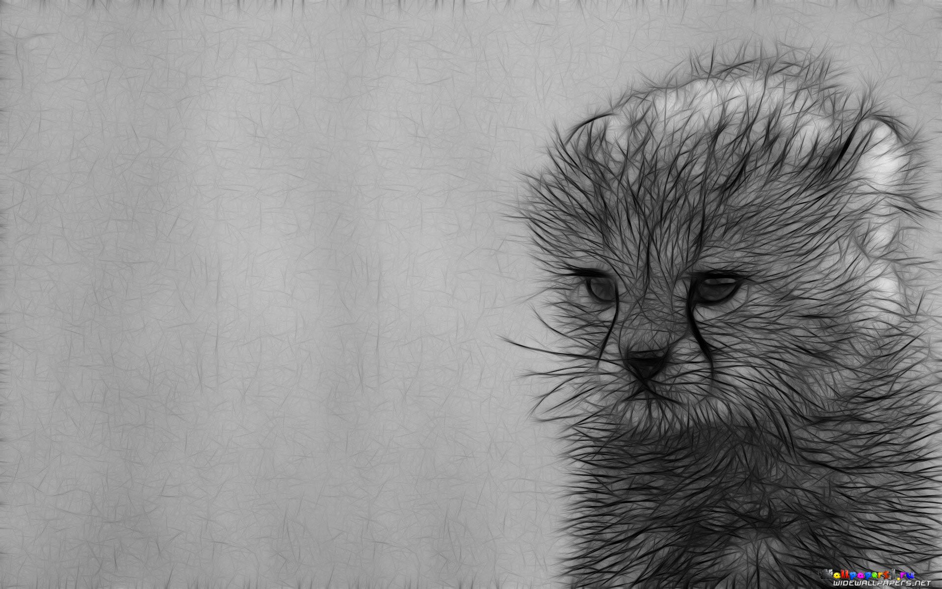 графика рисунок кот без смс