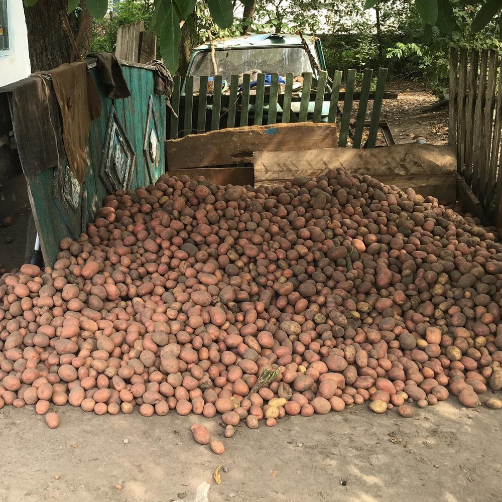 Куча картошки. Много картошки. Копание картофеля. Выкопали картошку. Открытку куча картошки.