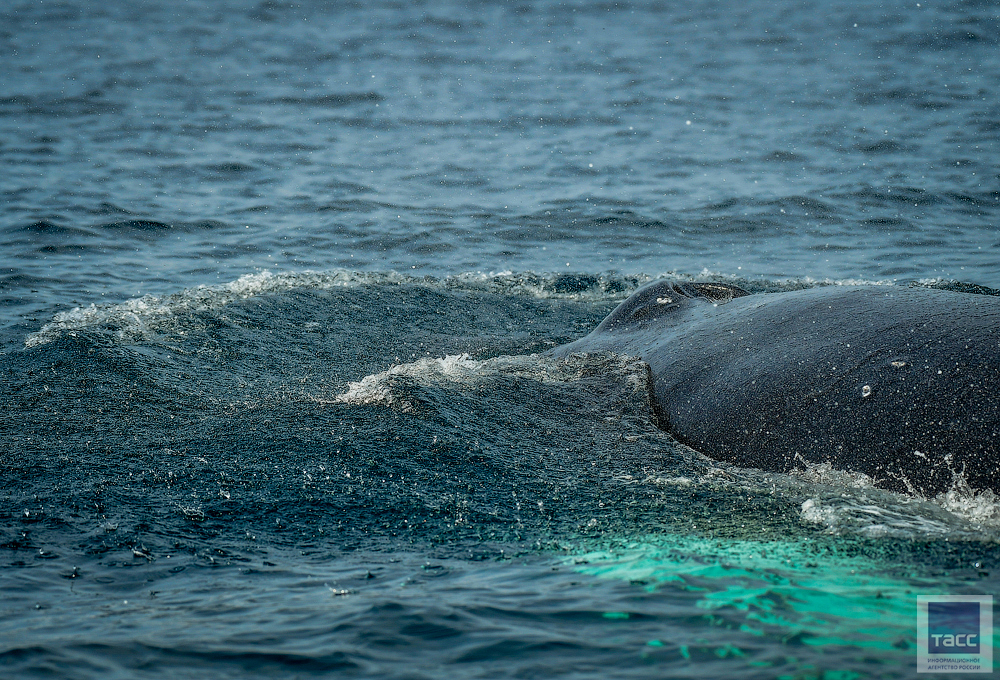 Киты Камчатки китов, увидеть, особи, удалось, очень, глубину, большое, сразу, этого, залива, перед, путешествия, выходе, скопление, бухты, горбачей, спешил, обратном, Камчатка, хвост