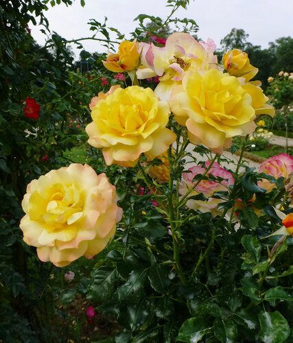 Розы парка Багатель