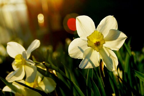 нарцисс-весенний цветок
