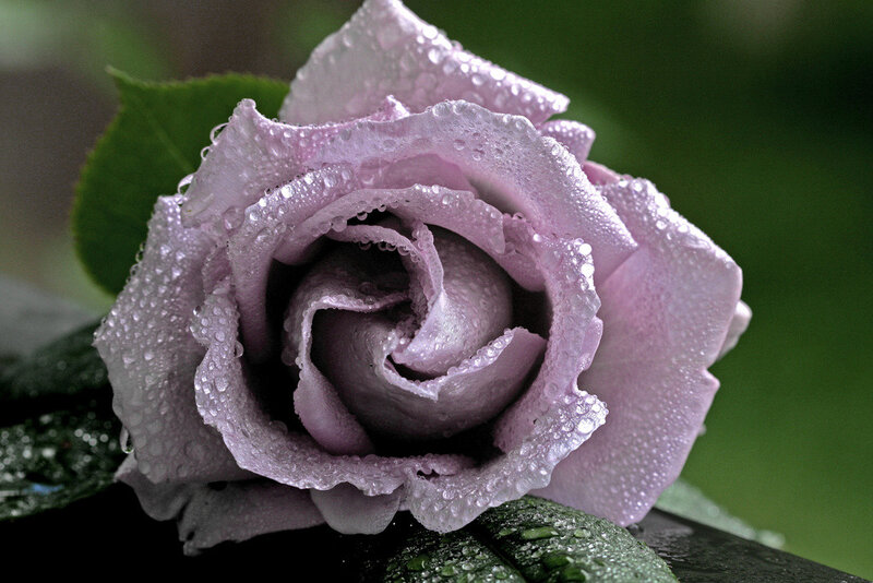 Какие есть розы по цвету. Необычные розы. Самые необычные розы. Необычные оттенки роз. Редкие розы.