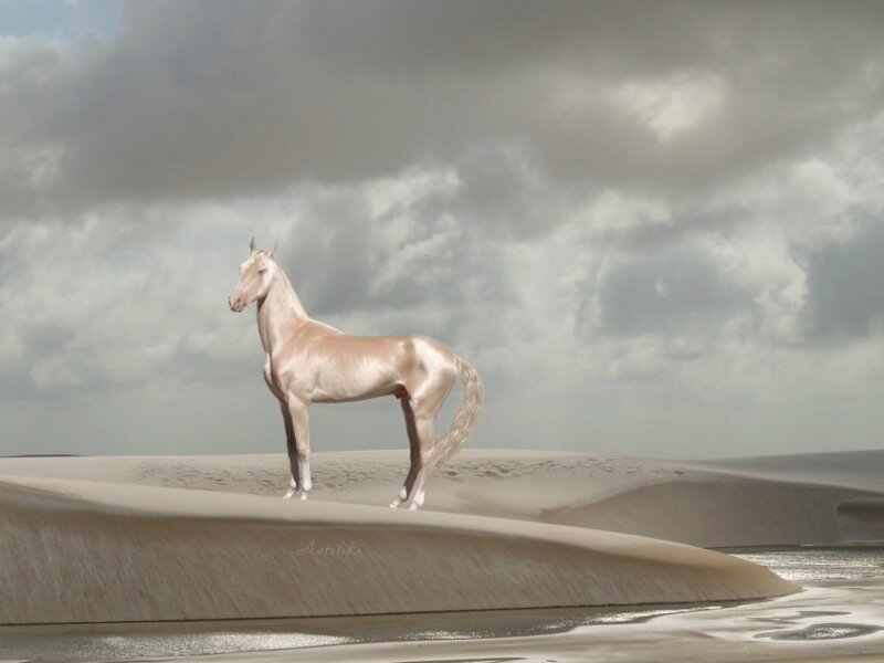 Почему мы любим и даже обожаем лошадей: красивые фотографии