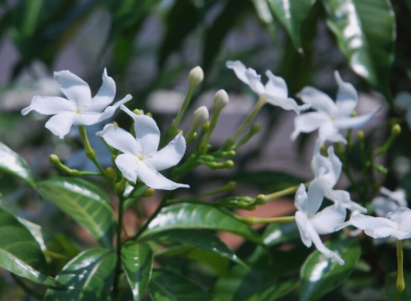 Цветок шри. Белые цветы на Шри. Белый цветок Шри-Ланка. Белые цветы на Шри Ланке. Шри Ланка дерево с белыми цветами.