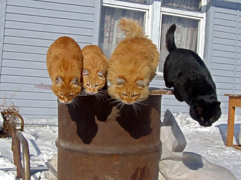 Лови сосед. Приколы про трёх котов. Три кота приколы с надписями. Три котика прикол. Три кошака приколы.