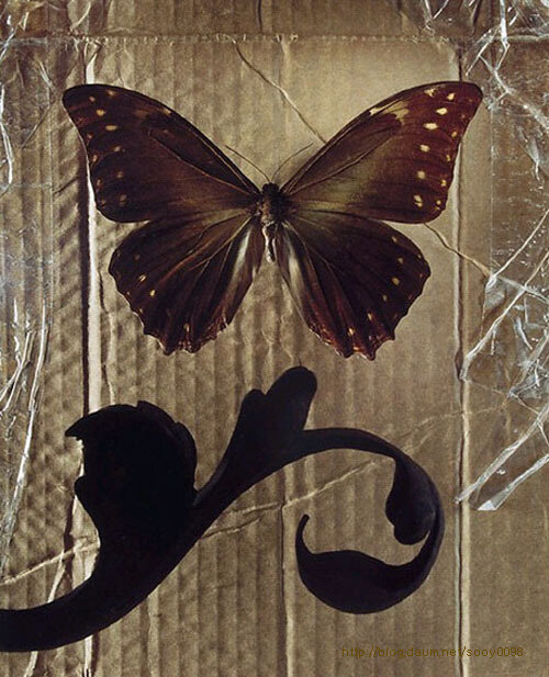 Jo Whaley - Butterfly