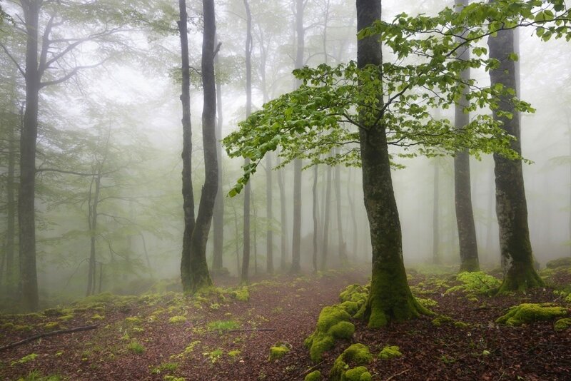 Национальный парк Горбеа (Gorbea Natural Park) - мистический лес северной Испании