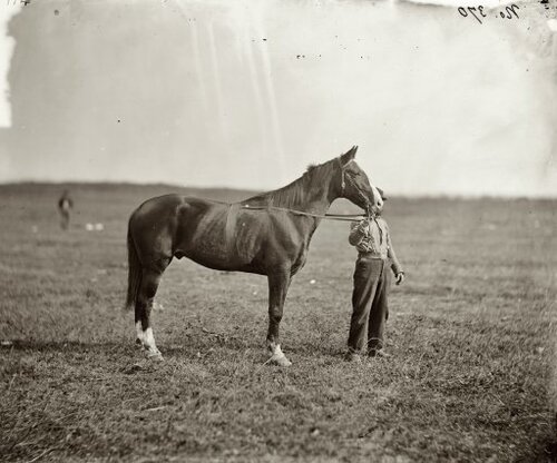 Старые американские фотографии лошадей