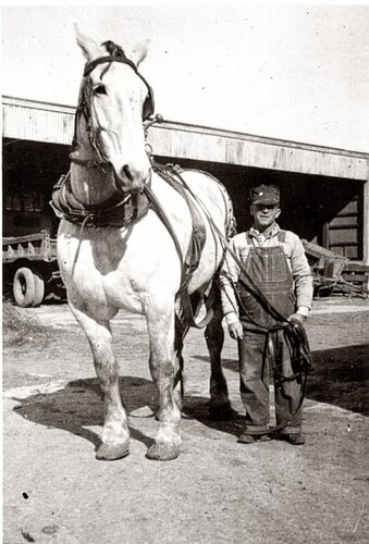 Старые американские фотографии лошадей