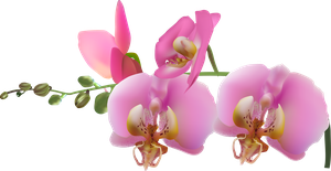 orchid-pink-blossom cluster-shade-var-13-r [преобразованный].png