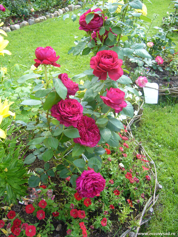 Роза 4 Ветров Отзывы Фото