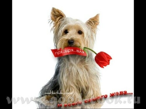 Яркая открытка с собаками на День рождения 2023. Бесплатные живые открытки 2023
