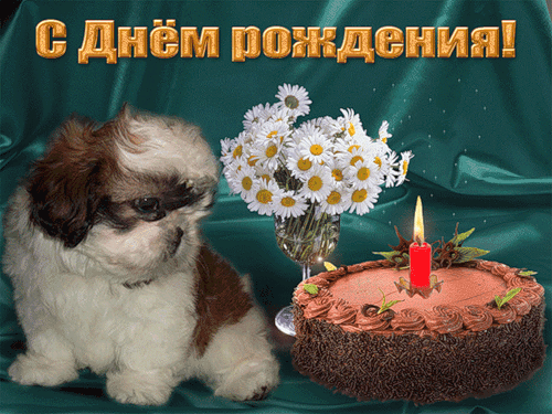Популярная гифка с Днём рождения с собаками. Бесплатные живые открытки 2023
