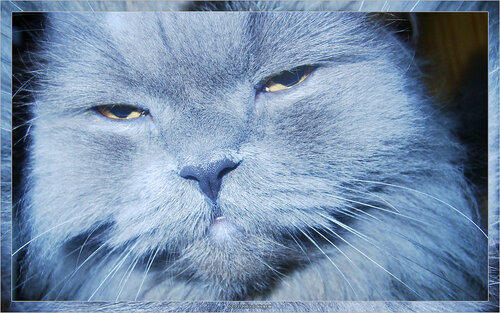 2003-02-07 Укуренный Персидский кот