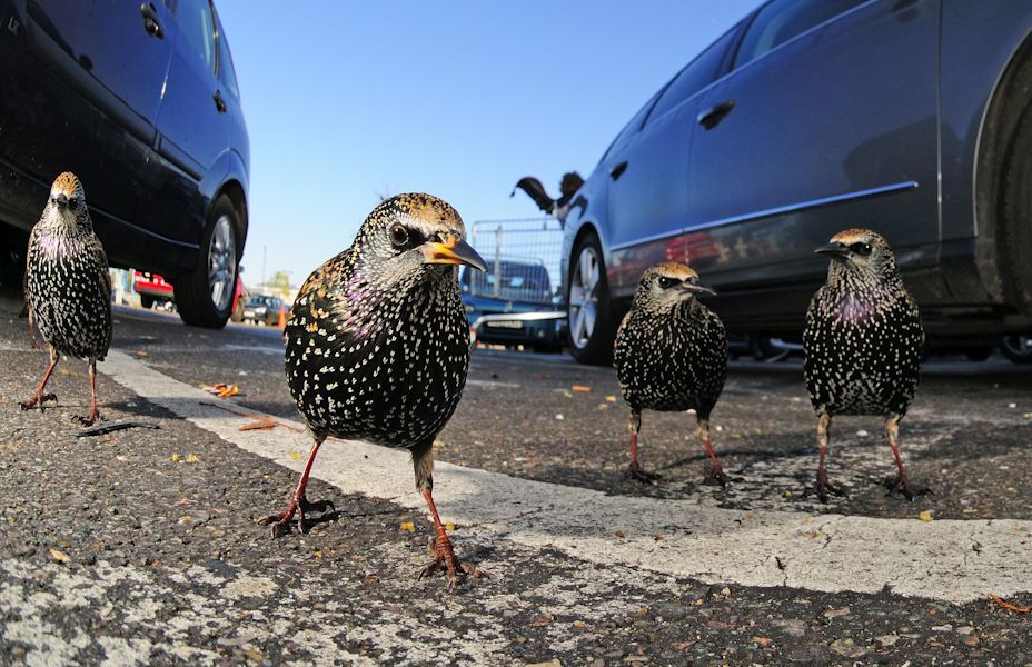 Победитель в категории «Природа в городе», скворцы на автостоянке в Лондоне. Фото Томаса Брэнгвина.