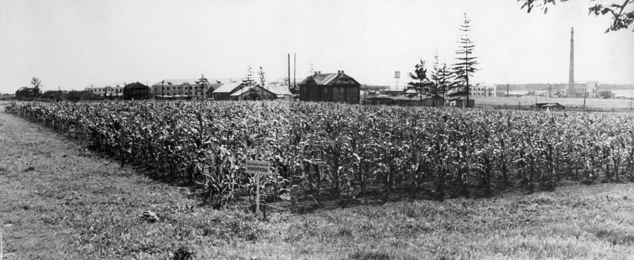 Опытный участок по изучению кукурузы, 1950 г.
