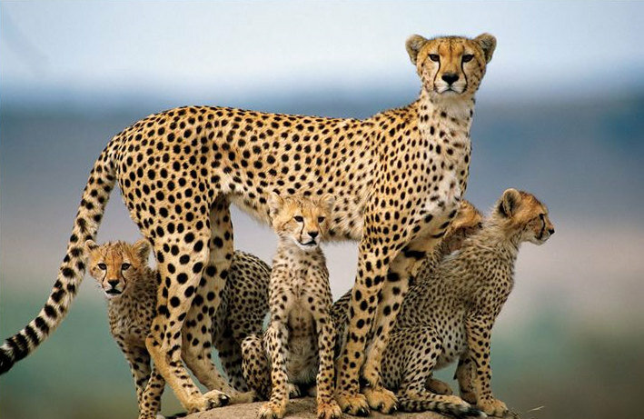 Гепард самка с детенышами фото