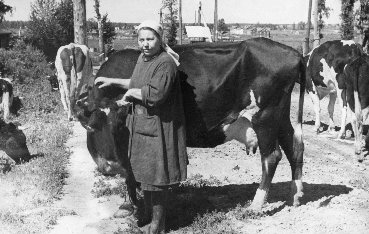 Доярка Матьюшевич с одной из лучших коров, 1950 г.