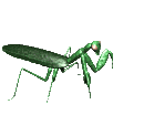 Mantis animations