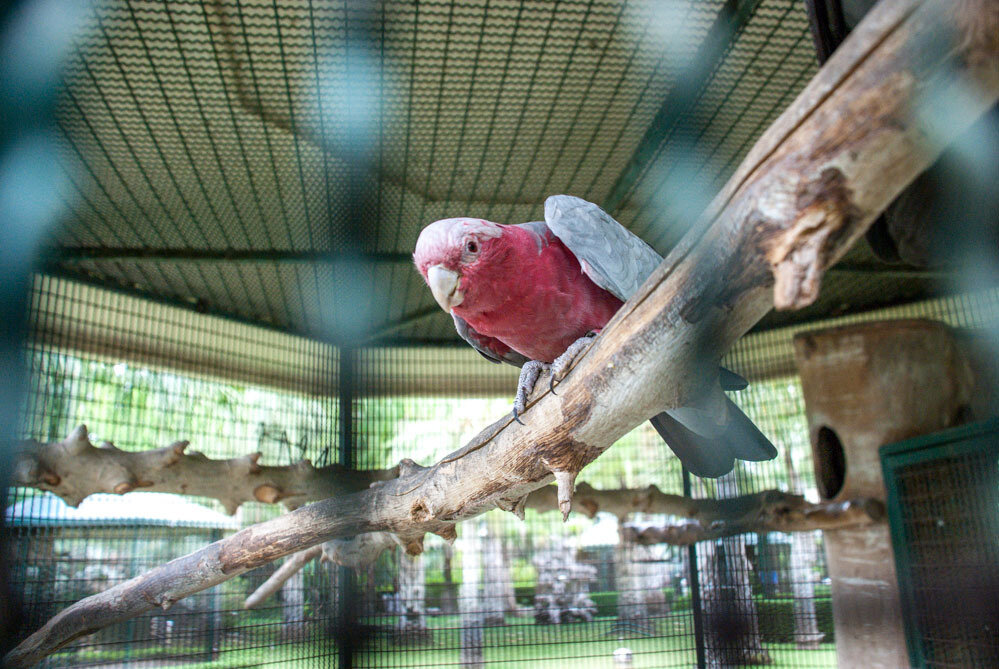 Парк попугаев в Чаченгсау