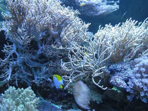 Красивые рыбки среди кораллов в Евпаторийском аквариуме