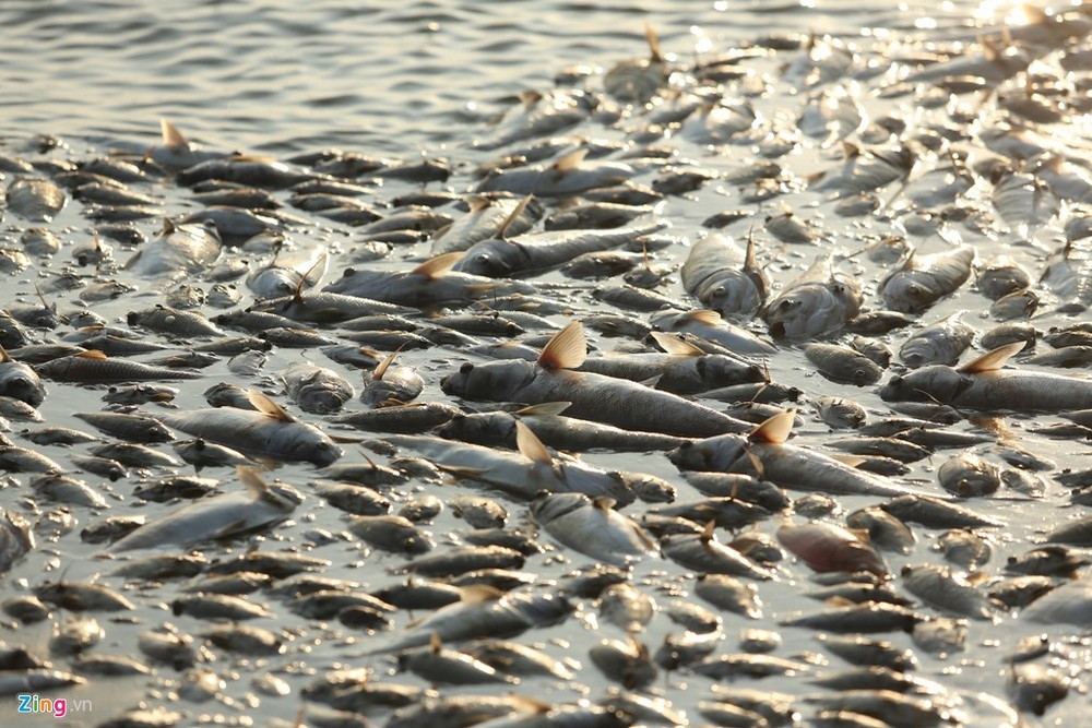 Тонны рыбы задохнулись в Западном озере Ханоя. ФОТО