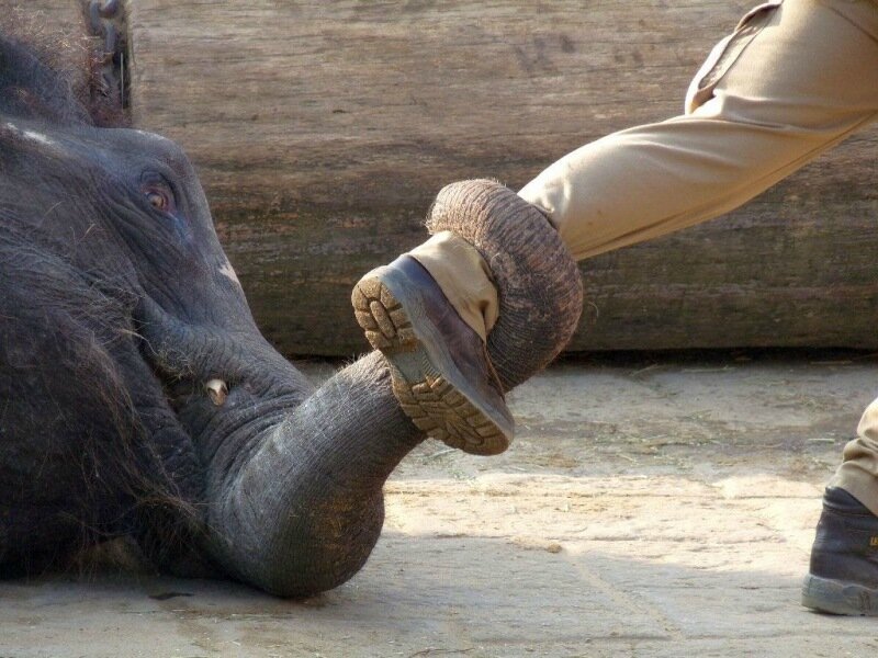 Факты и фотографии: как живут слоны в неволе