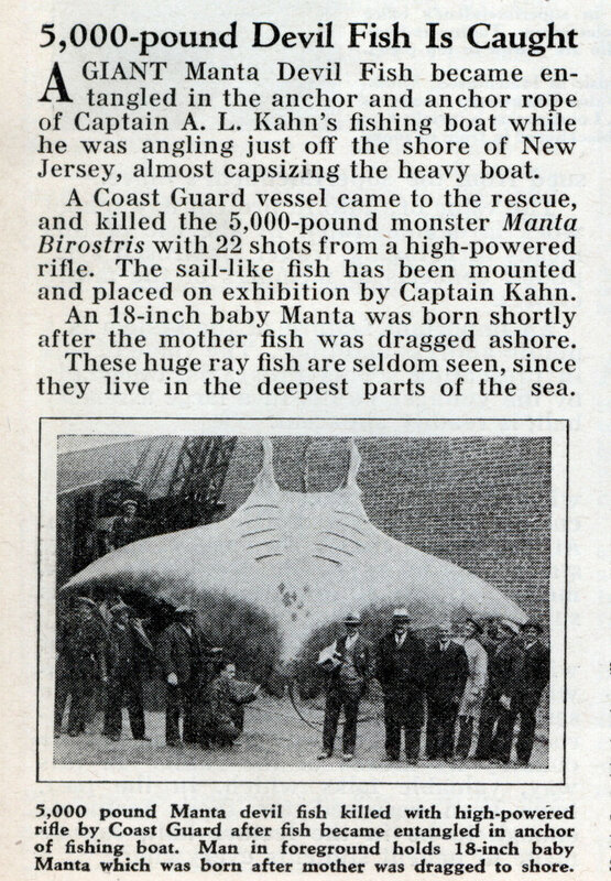 Giant Manta Devil Fish became entangled in the anchor rope of fishing boat almost capsizing the heavy boat..jpg