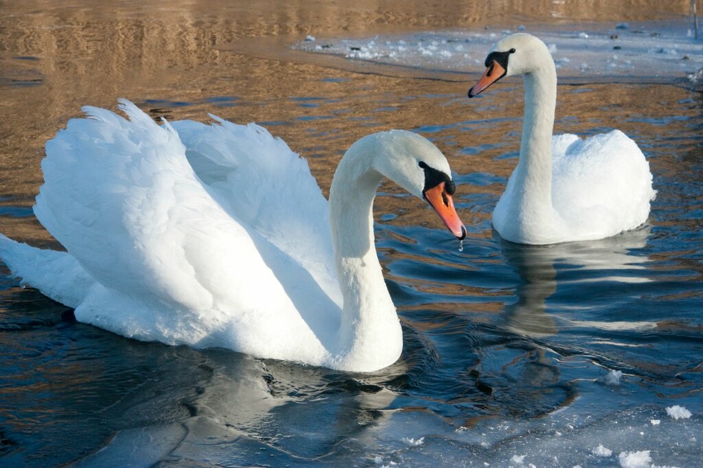 4 белых лебедя. Себеж лебеди. Белый лебедь. Лебеди на озере. Лебеди зимой.
