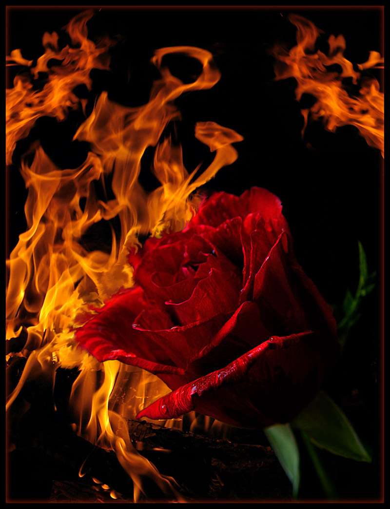 Страстный цветок. Красивые Огненные цветы. Розы огненного цвета.