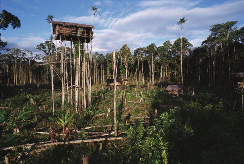 Люди живущие на деревьях. Новая Гвинея. Племя КОРОВАИ. Индонезия — племя КОРОВАИ. Племя КОРОВАИ Папуа новая Гвинея жилища на деревьях. Караваи Папуа новая Гвинея.