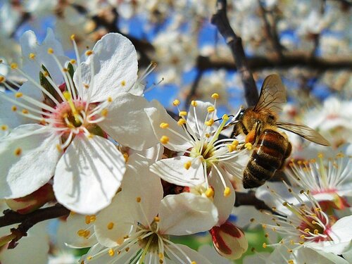 Весенние хлопоты пчелы!