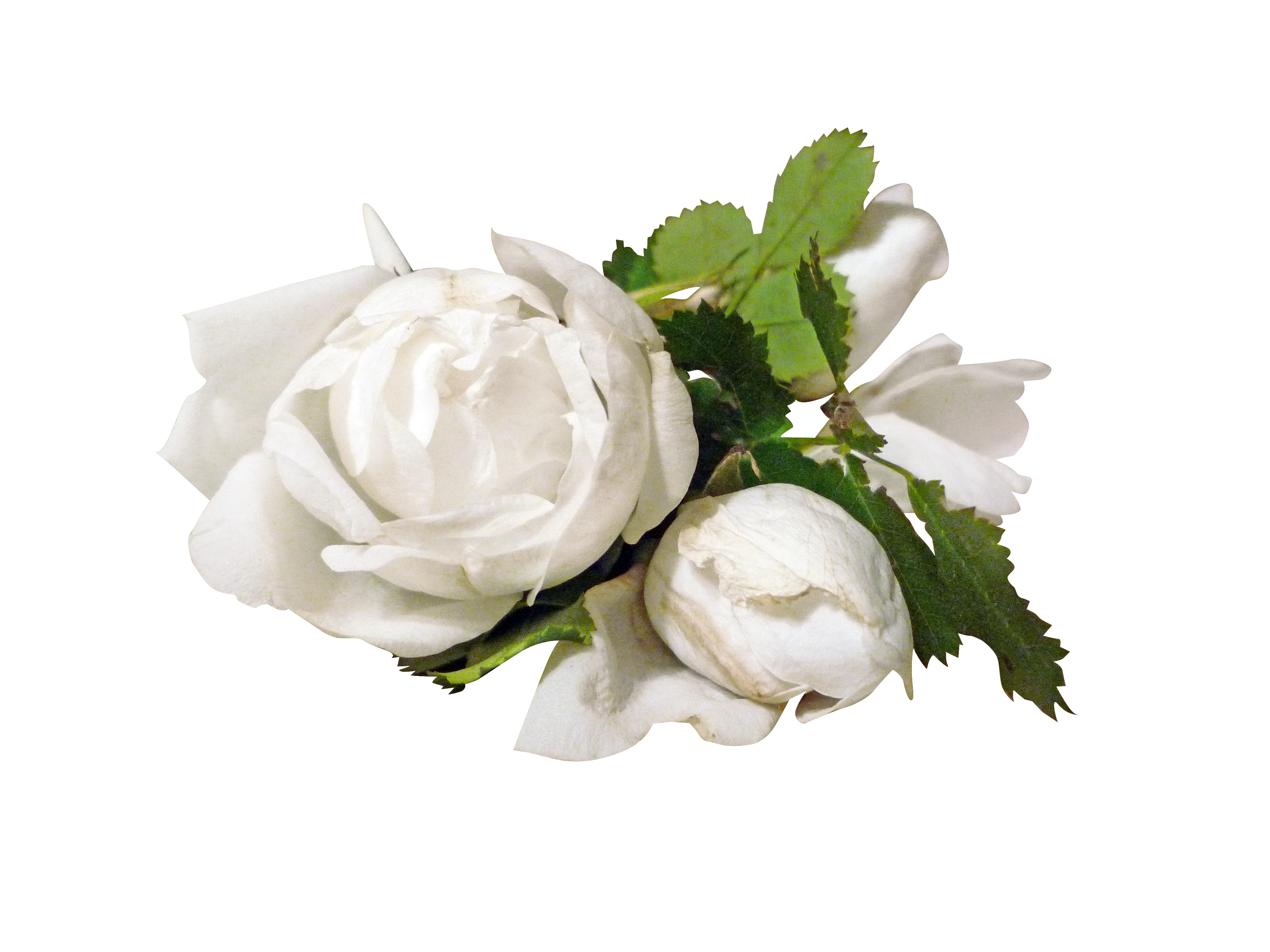 Белые розы на прозрачном фоне. Пионы на белом фоне. Красивые белые розы. Белые пионы на белом фоне.