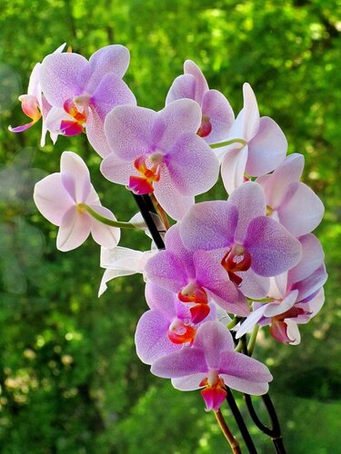 Любимица-орхидея