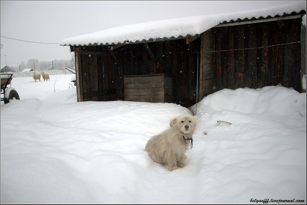 Сельский сторож. Собака в деревне зимой. Собака в деревне возле будки зимой. Собачка лает в деревне. Пес в деревне зимой заброшенный.