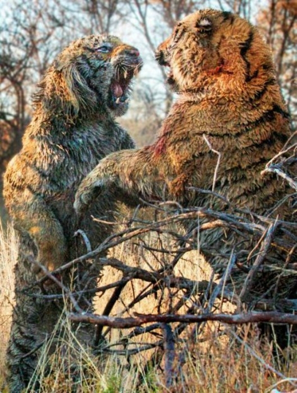 Кровавая схватка двух диких тигров в Претории