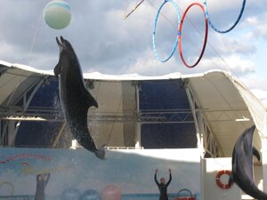 Высокий прыжок дельфина с шариком в дельфинарии Коктебеля