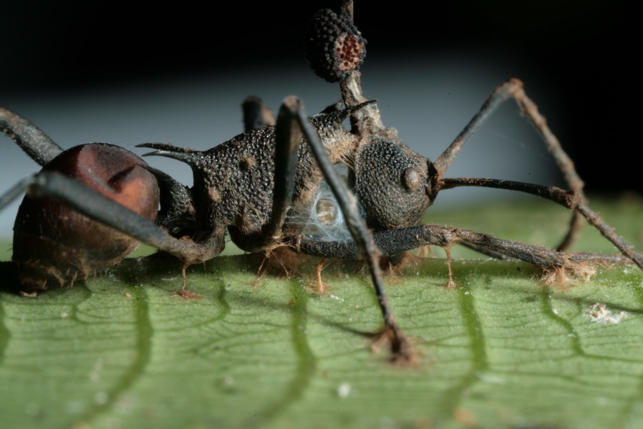 Зомбирование в природе: Гриб, управляющий насекомыми Насекомые