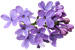 Цветы в PNG
