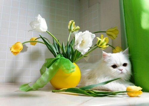 Картинка с Всемирным днём кошек 1 марта - Красивые поздравительные открытки с Всемирным днём кошек 2024
