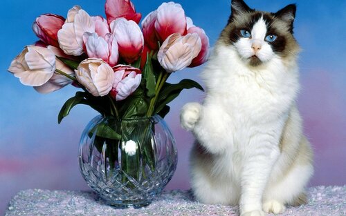 Красивые открытки и поздравления с международным женским днём 8 марта с котиками
