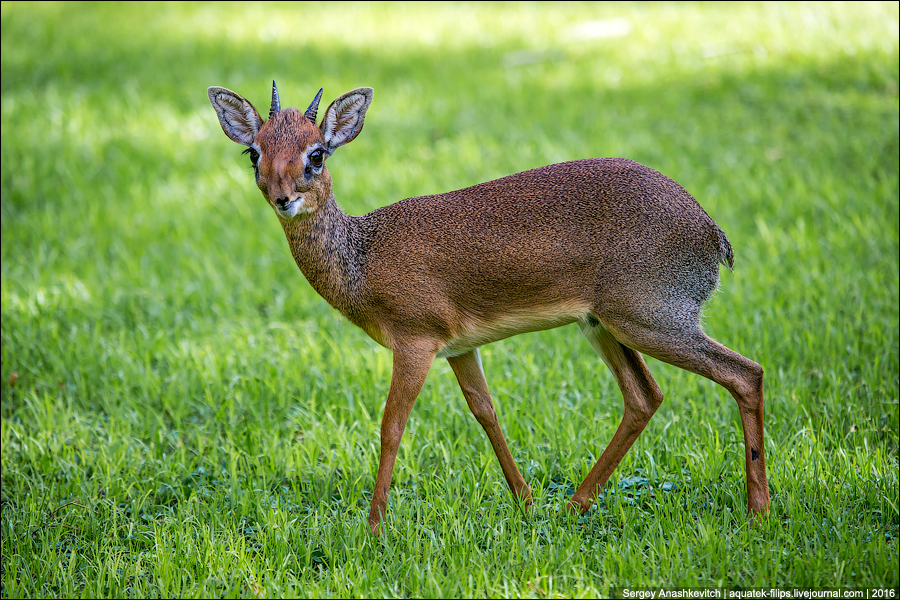 Дикдик / Dikdik