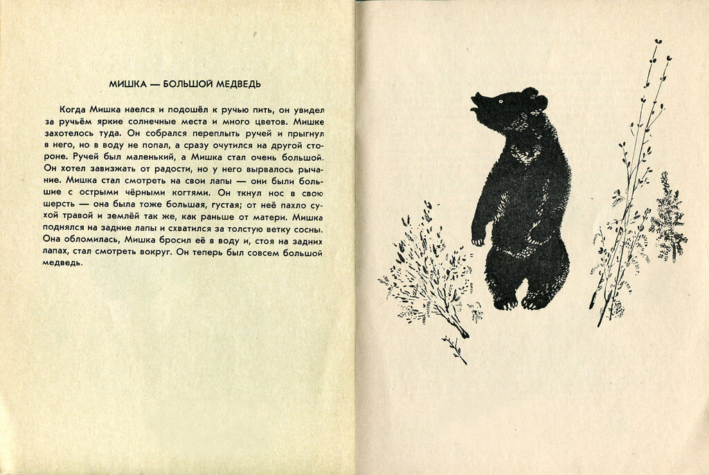 Медведь читать рассказ. Е Чарушин медведь. Чарушин рассказ медведь иллюстрации. Медведь и медвежата е. Чарушина.