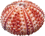 Водоросли ракушки. Ракушка. Кораллы и ракушки. Кораллы на белом фоне. Ракушки водоросли.