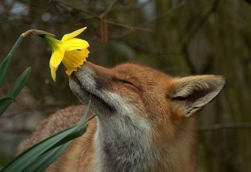 20 животных, которые соскучились по весне