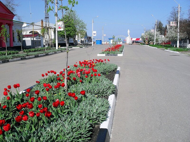 Апрельский тюльпановый рай в Ахтарях.