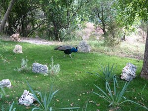 Гуляющая птица в парке львов «Тайган» в Крыму
